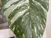 Monstera borsigiana variegata - nuotraukos Nr. 5
