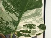 Monstera borsigiana variegata - nuotraukos Nr. 6