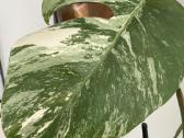 Monstera borsigiana variegata
