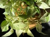 Epipremnum Marble Queen