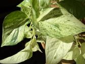 Epipremnum Marble Queen - nuotraukos Nr. 3