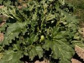 Rabarberi