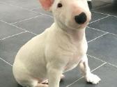 Ieškau balto mini bullterjero! - nuotraukos Nr. 3