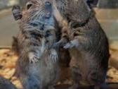 Degu mažyliai - nuotraukos Nr. 4