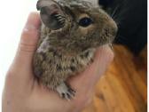 Degu mažyliai - nuotraukos Nr. 5