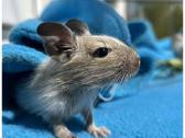 Degu mažyliai - nuotraukos Nr. 2