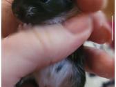 Degu