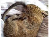 Degu mažyliai - nuotraukos Nr. 6
