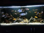 Akvariumas 450l
