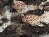 Shiitake grybų rąsteliai (2025 metų) - nuotraukos Nr. 17
