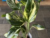 Monstera Standleyana Aurea