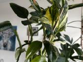 Monstera Standleyana Aurea - nuotraukos Nr. 3