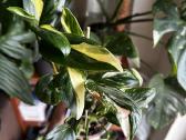 Monstera Standleyana Aurea - nuotraukos Nr. 4