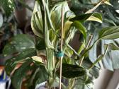 Monstera Standleyana Aurea - nuotraukos Nr. 5