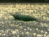 Dark Green Jade Oe „Green Demon" - Neocaridina