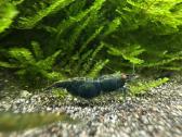 Dark Green Jade Oe „Green Demon" - Neocaridina - nuotraukos Nr. 3