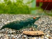 Dark Green Jade Oe „Green Demon" - Neocaridina - nuotraukos Nr. 4