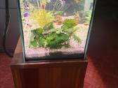 250 l akvariumas - nuotraukos Nr. 2