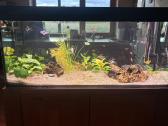 250 l akvariumas - nuotraukos Nr. 4