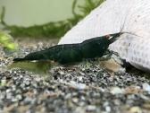 Dark Green Jade Oe „Green Demon" - Neocaridina - nuotraukos Nr. 5