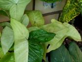 Syngonium panda white form