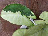 Syngonium panda white form - nuotraukos Nr. 2