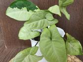 Syngonium panda white form - nuotraukos Nr. 3