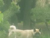 Amerikiečiu Akita šuniukai - nuotraukos Nr. 4