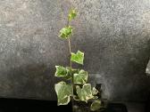 Senecio macroglossus ‘variegatus (variegatinis)