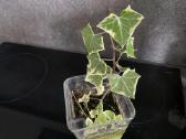 Senecio macroglossus ‘variegatus (variegatinis) - nuotraukos Nr. 2