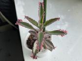 Kalanchoe serrata variegata
