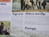 Bolekas ir Liolekas. Gyvūnų atlasas - nuotraukos Nr. 8