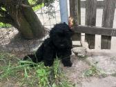 Cavapoo (Kavapoo) suniukai - nuotraukos Nr. 4