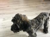 Cavapoo (Kavapoo) suniukai - nuotraukos Nr. 5