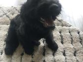 Cavapoo (Kavapoo) suniukai - nuotraukos Nr. 7