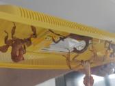 Eukaliptinių gyvalazdžių pora. - nuotraukos Nr. 4