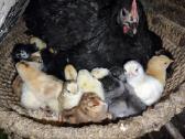 Perku perėkslę vištą