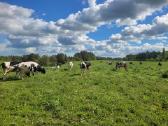 Parduodu 40 vnt. pieninių veislių karvių bandą - nuotraukos Nr. 2