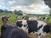 Parduodu 40 vnt. pieninių veislių karvių bandą - nuotraukos Nr. 3