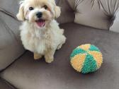 Maltipoo - nuotraukos Nr. 2