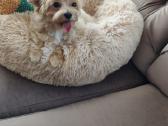 Maltipoo - nuotraukos Nr. 3