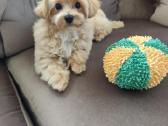 Maltipoo - nuotraukos Nr. 4