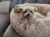 Maltipoo - nuotraukos Nr. 5