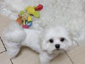 Maltipoo - nuotraukos Nr. 6