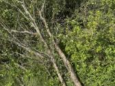 Mediena