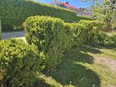 Buksmedžiai