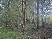 30 arų sklypas Jūsų svajonių namui arba nameliui i - nuotraukos Nr. 5