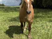 Parduodamas Lietuvos sunkiųjų veislės eržilas - nuotraukos Nr. 9