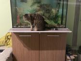 Akvariumas 250 litru su spintele