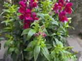 Prabangūs žioveiniai / Antirrhinum (liūtagėliai)
